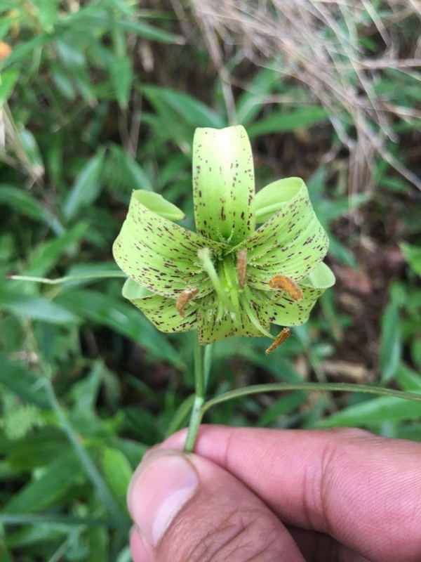 リリウム?ファルゲシーの花弁（提供?重慶陰條嶺國家級自然保護區(qū)管理センター）