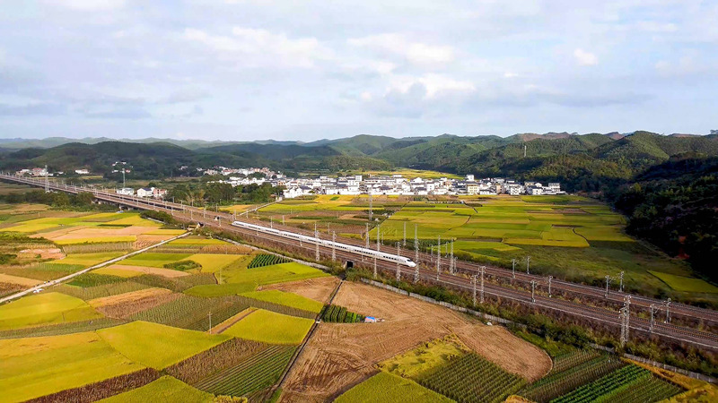 特色産業の発展強化で農村振興をけん引　広西南寧