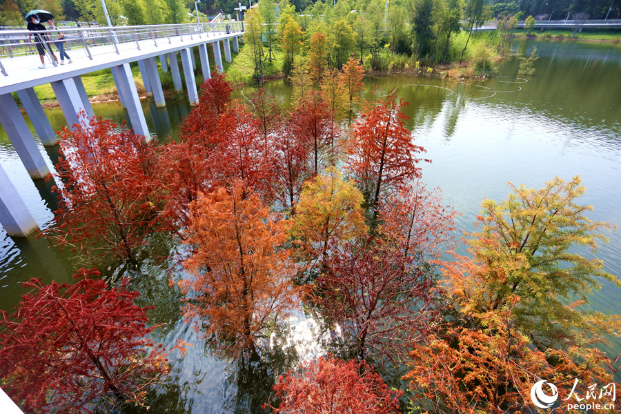 福建省廈門（アモイ）市にある山海健康歩道の林海線東山環廊で、「秋服」に衣替えしたラクウショウ（撮影?陳博）。