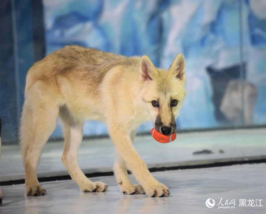 ハルビン極地公園で公開された世界初の「クローンホッキョクオオカミ」（撮影?蘇靖剛）