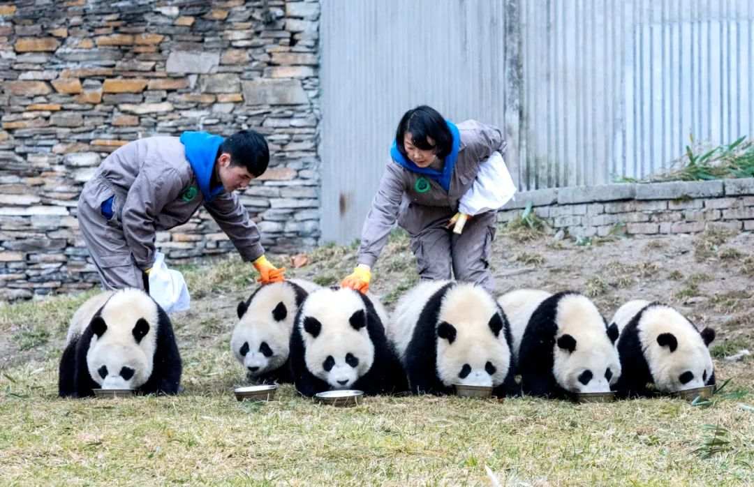 パンダに栄養満點の朝の餌を與える飼育員。（畫像提供は中國ジャイアントパンダ保護研究センター）