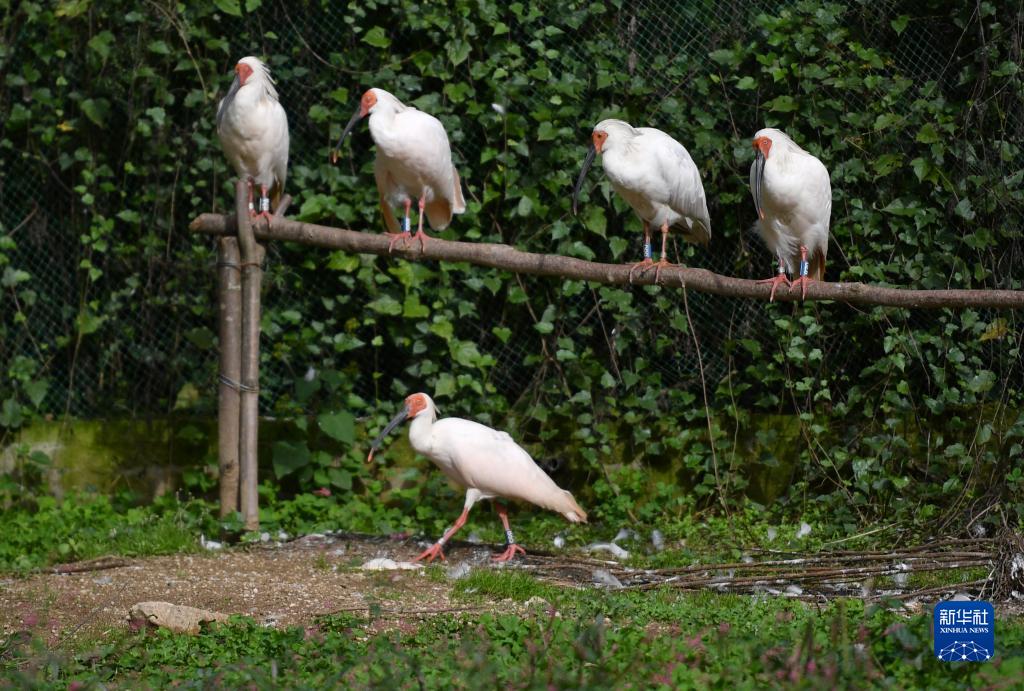 陝西省安康市寧陝県にあるトキ野生化放鳥基地管理ステーションの過渡期飼育エリアのトキ（10月10日撮影?邵瑞）。