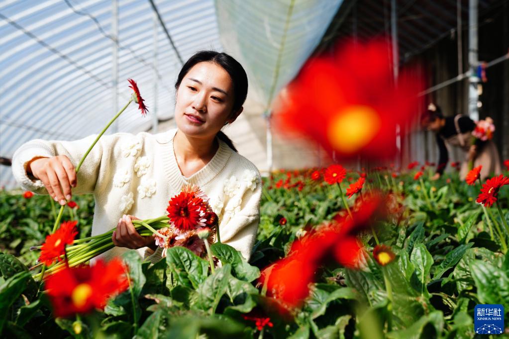 山東省日照市莒県招賢鎮(zhèn)にあるガーベラ生産基地で、ガーベラの花を摘む作業(yè)員（10月11日撮影?郭緒雷）。