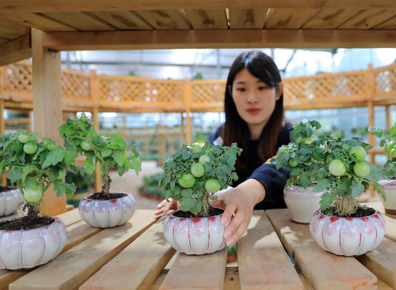 小さな鉢に植えた野菜の手入れをする花卉農(nóng)家（撮影?丁華明）。