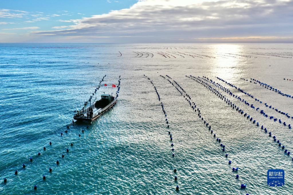 福建省寧徳市霞浦県三沙鎮海域で、牡蠣の収穫作業を進める牡蠣収穫船（10月22日、ドローンによる撮影?姜克紅）。