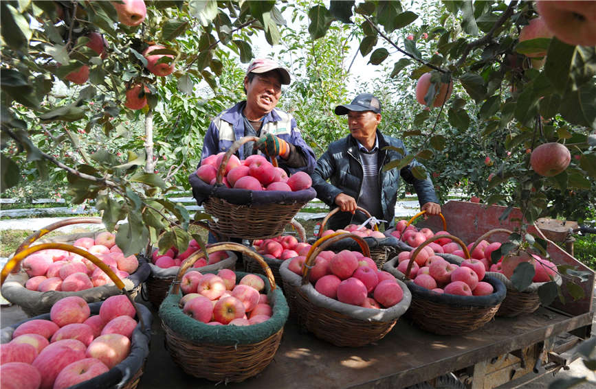 阿克蘇市紅旗坡片區管理委員會の果樹園で、リンゴを運ぶ果物農家（撮影?楊碩）。