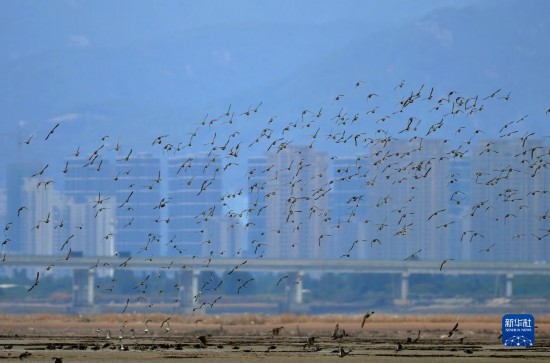 閩江河口濕地の鳥の群れ（11月5日撮影?魏培全）。