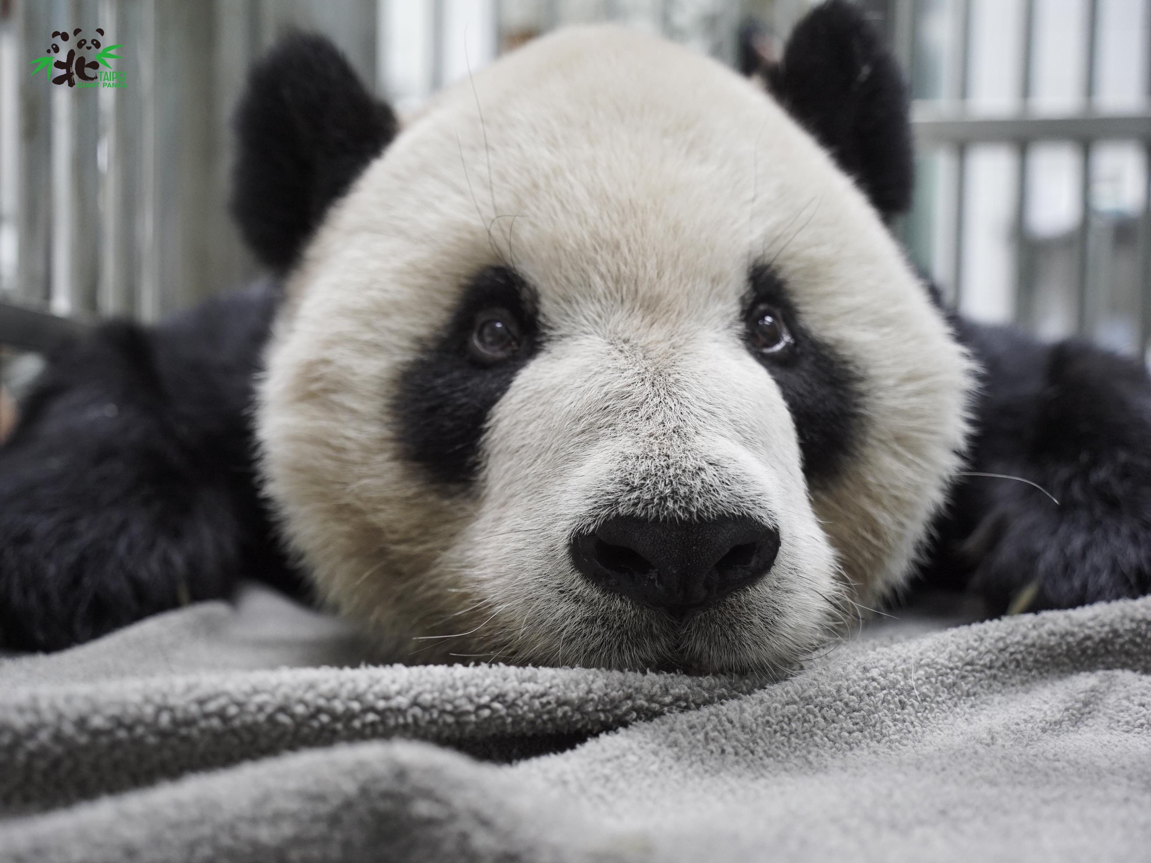 （寫真提供?臺北市動物園）