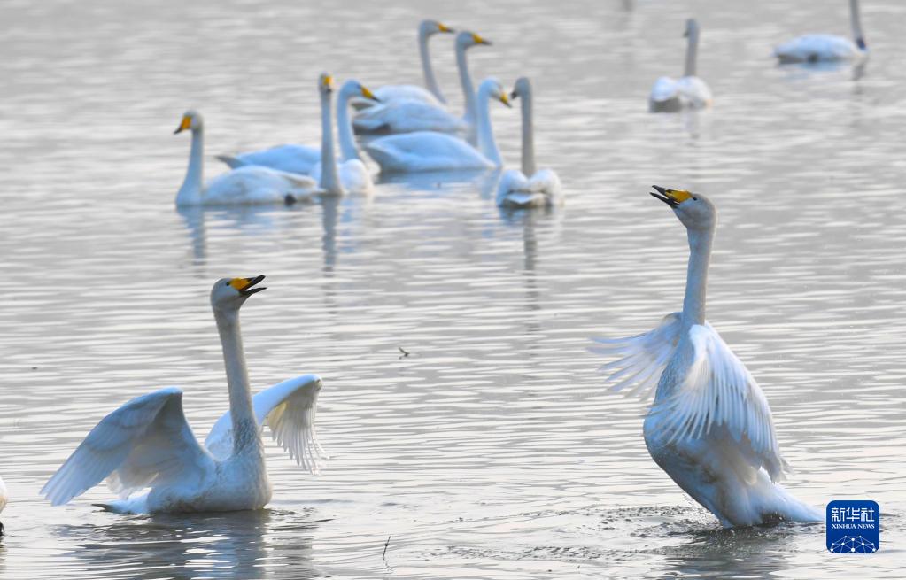 河南省三門峽市天鵝湖國家都市濕地公園に飛來した白鳥（11月23日撮影?王丁）。 