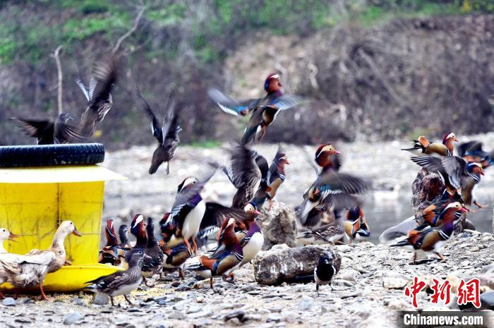 清涼河濕地公園で撮影されたオシドリの群れ（撮影?熊明銀）。