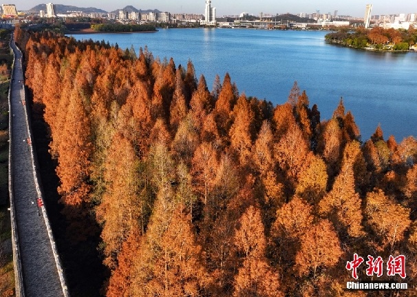 メタセコイアが彩る玄武湖の冬景色　江蘇省南京