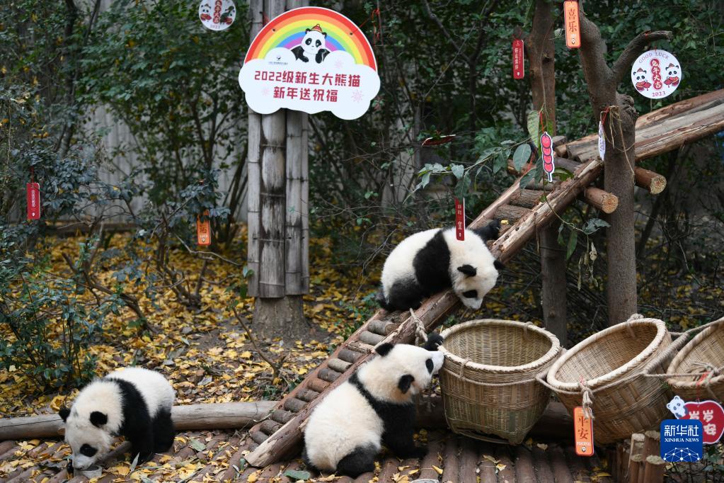 四川省成都ジャイアントパンダ繁殖研究基地で撮影されたジャイアントパンダの赤ちゃん（12月29日撮影?胥氷潔）。