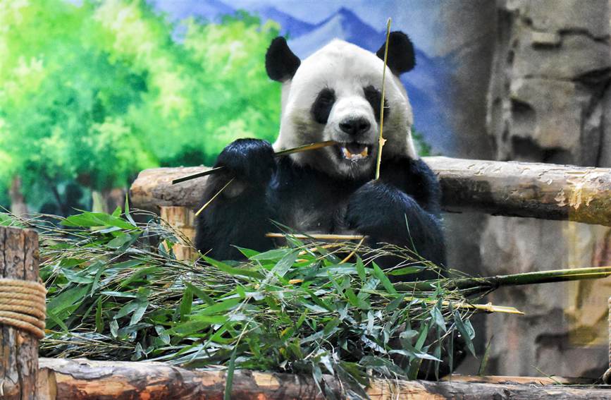 新年迎えたパンダ館 青海省西寧