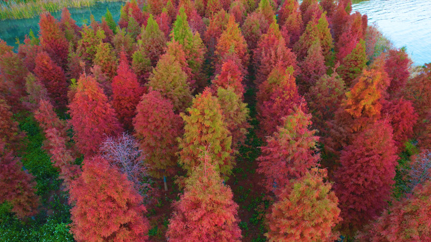 雲南省哈尼（ハニ）族彝（イ）族自治州石屏県で、見ごろを迎えた異竜湖畔のラクウショウ（寫真提供?石屏県融メディアセンター）。