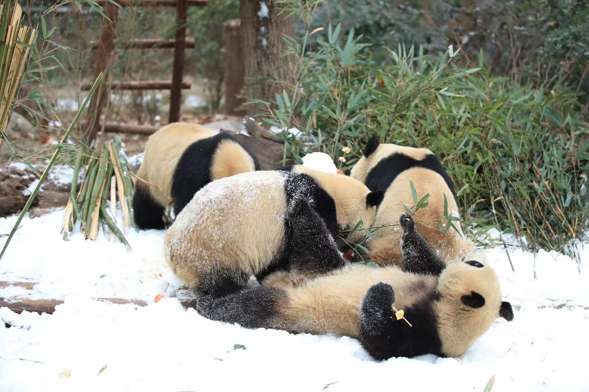 楽しそうに雪遊びをするジャイアントパンダ（寫真提供?成都ジャイアントパンダ繁殖研究基地）。