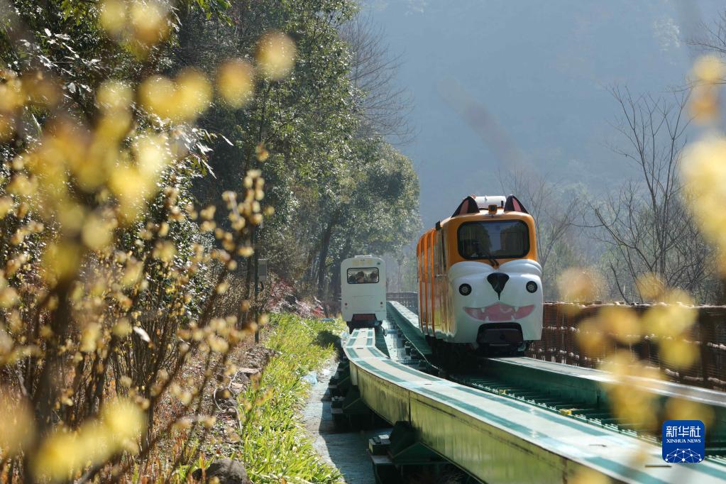 湖南省張家界國家森林公園の十里畫廊観光電車に乗って園內を移動する観光客 (1月30日撮影?呉勇兵)。