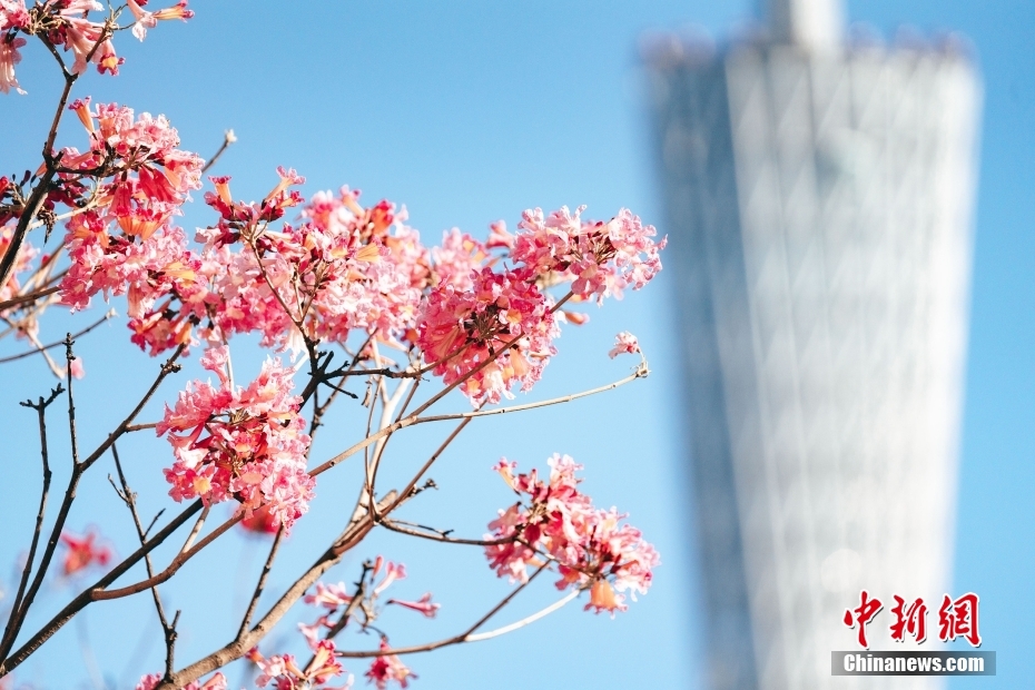 広東省広州市で満開を迎えたピンク色のトランペット?ツリーの花（寫真著作権はCFP視覚中國所有のため転載禁止）。