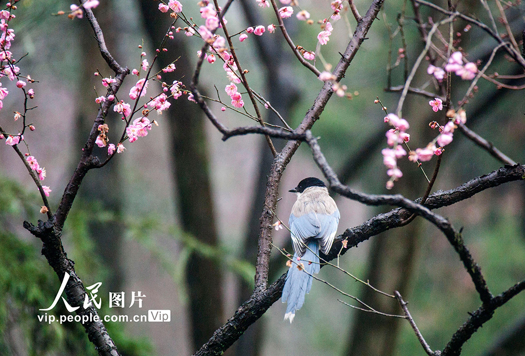 江蘇省南京市にある梅花山景勝地で撮影された鳥（2月13日撮影?孫忠南/寫真著作権は人民図片が所有のため転載禁止）。