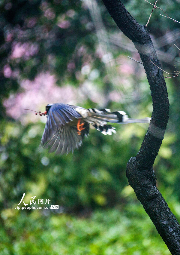 鳥がさえずり花が咲き亂れる春到來　江蘇省南京