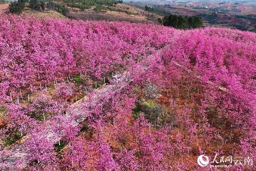 訪れる人々を思わず癒すピンク一色の山　雲(yún)南省