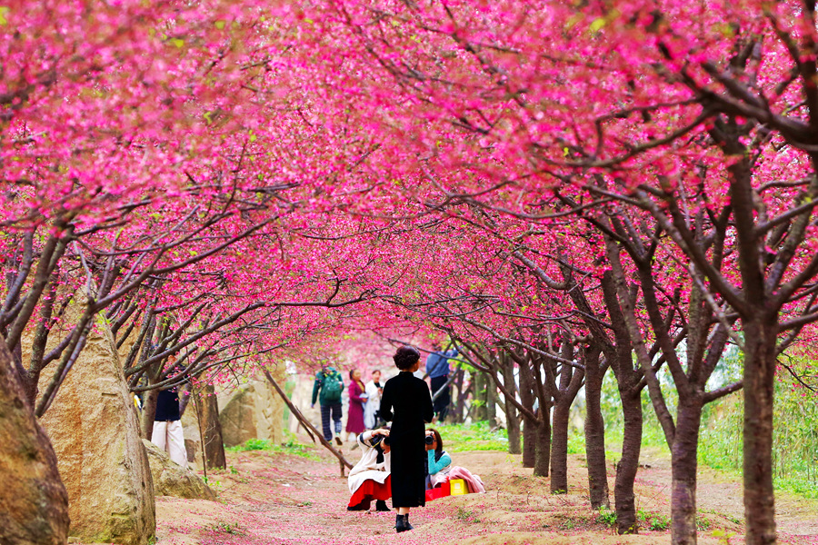 福建省廈門市海滄區鰲冠村で満開を迎えた桜（撮影?許建勲）。