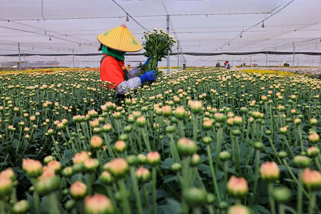 菊の花の収穫に追われる花農家（撮影?陳允武）。