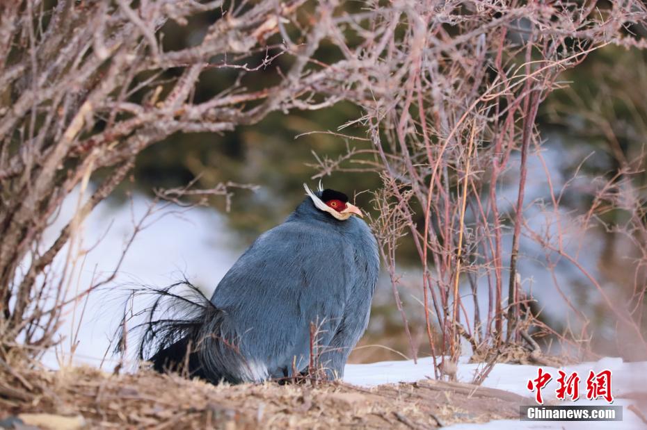 アオミミキジを?qū)幭膜钨R蘭山で観測(cè)