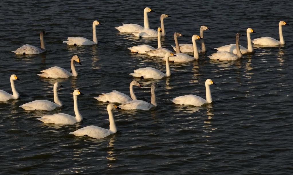 曹妃甸濕地の水面を漂う白鳥（2月26日撮影?楊世尭）。