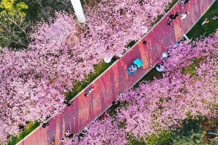 桜が見頃を迎えた江西省贛州市蓉江新區(qū)の濱江公園（撮影?甘倩茜）。