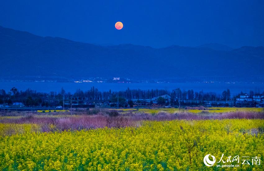 幻想的な菜の花と洱海に上る月の風景（撮影?趙渝）。