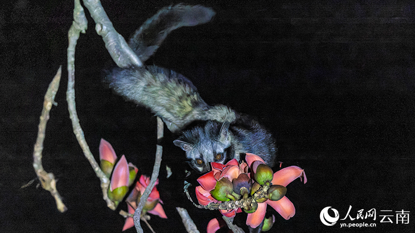 インドワタノキの花を食べるジャコウネコの撮影に成功　雲南省