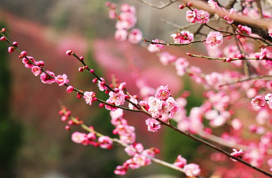 満開を迎えた梅の花（撮影?趙靜）。