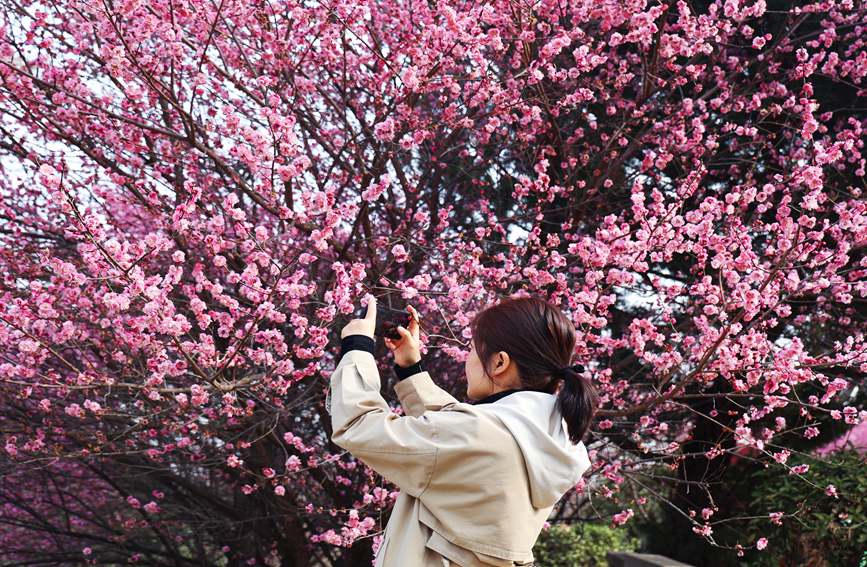 秦嶺山麓に今年も美しい梅の季節到來　陝西省