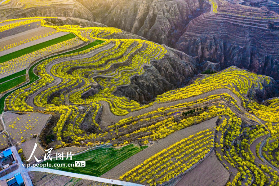 山西省運城市絳県南樊鎮沸泉村の棚田に咲く満開のレンギョウの花（14日に撮影?楊建峰/寫真著作権は人民図片が所有のため転載禁止）