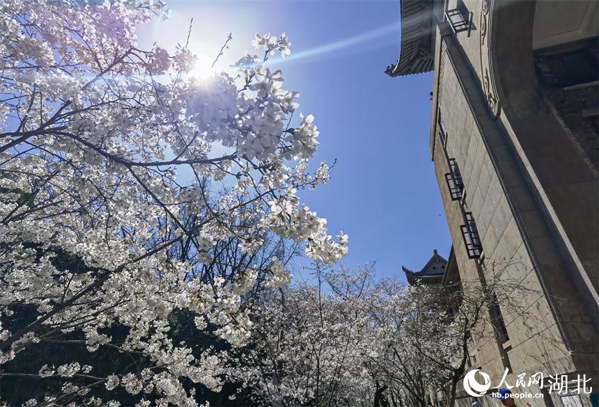 武漢大學の桜が満開　キャンパスに漂う桜の香り　湖北省