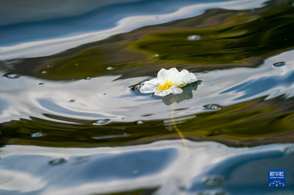 3月21日に滇池の大泊口水域で撮影された海菜花（撮影?陳欣波）。