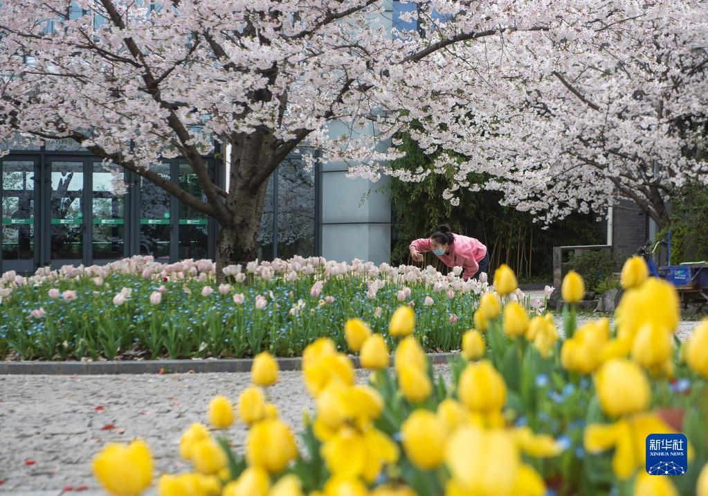 寧波市植物園で、花々を鑑賞し、寫真を撮影する來園客（3月23日撮影?胡學軍）。