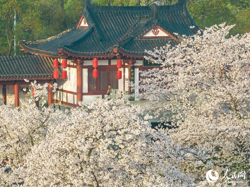 満開を迎えた武漢東湖の桜　湖北省