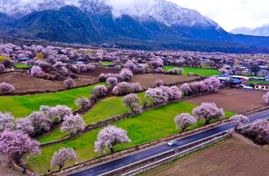 波密県傾多鎮如納村で、満開を迎える桃の花（撮影?徐馭堯）