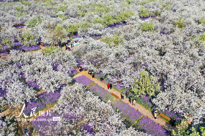 3月30日、江蘇省宿遷市の三臺山國家森林公園の梨蘭會景勝地で花を眺める観光客。