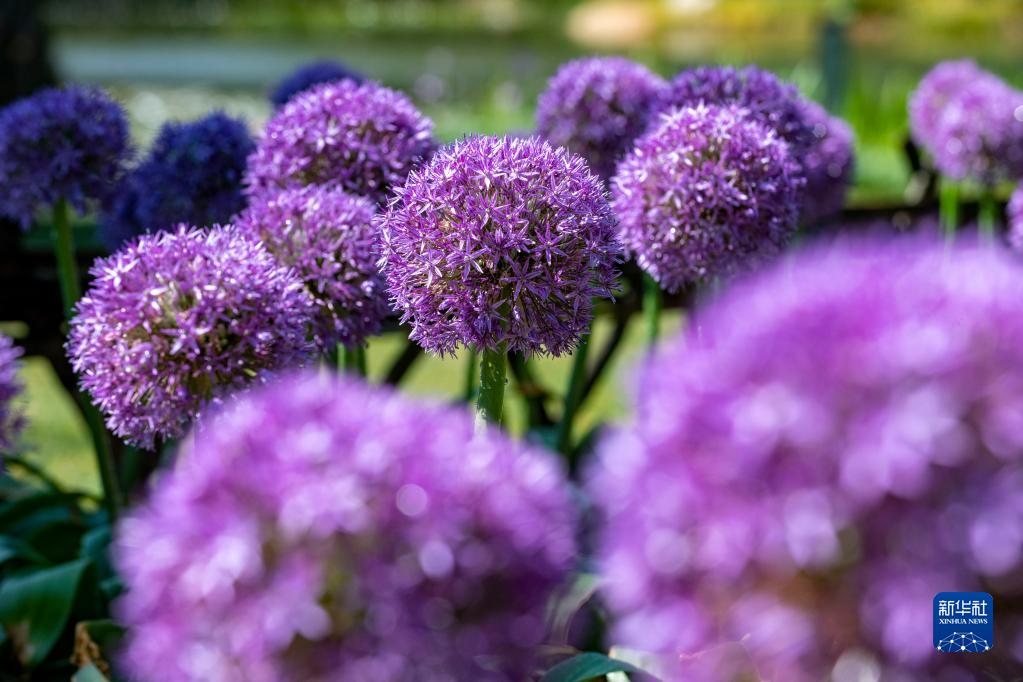 昆明植物園の中烏グローバル蔥園（昆明センター）で撮影されたアリウムの花（4月3日撮影?陳欣波）。