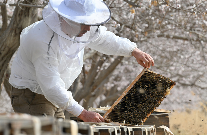 花の開花シーズン到來し、養(yǎng)蜂家も忙しく　新疆