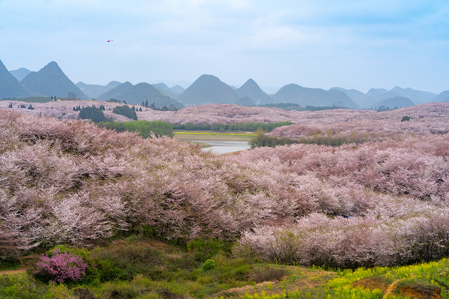 貴州の桜