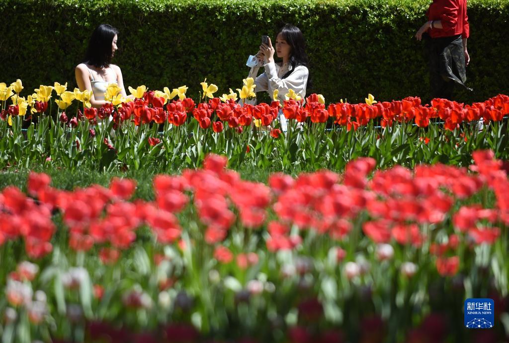 北京市にある中山公園で花を愛で、寫真を撮る観光客（4月18日撮影?羅暁光）。