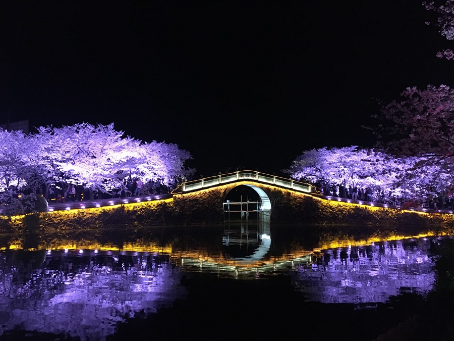 夜桜