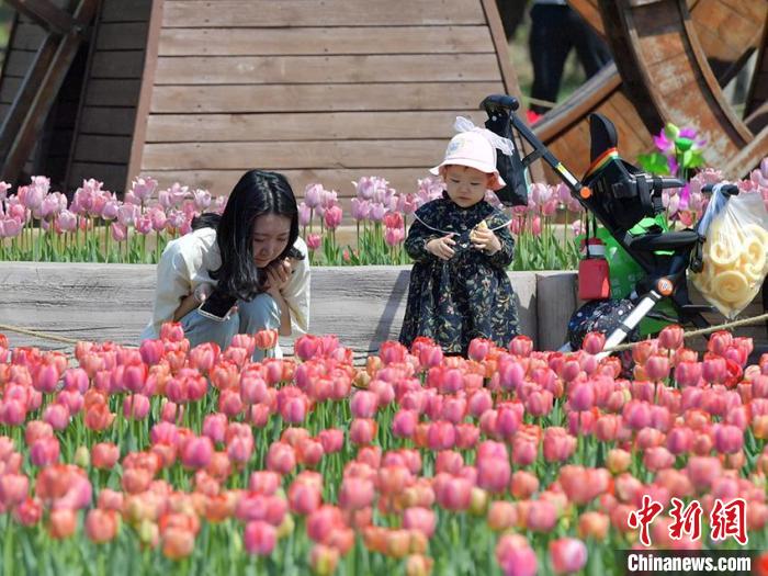 40數萬本のチューリップが咲き誇る吉林省の長春公園