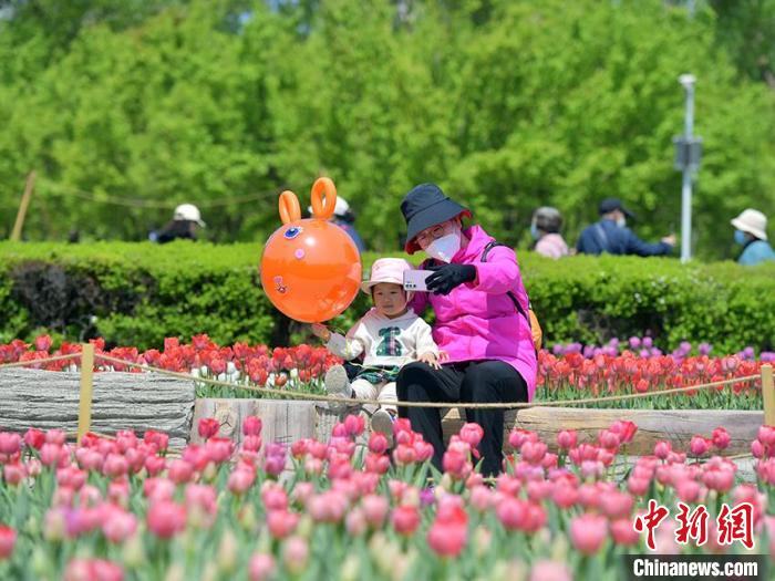 40數萬本のチューリップが咲き誇る吉林省の長春公園