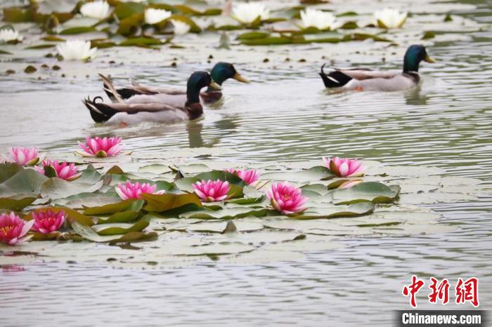 スイレンが花開き、美しい景色が広がる南京鐘山景勝地にある燕雀湖（撮影?泱波）。