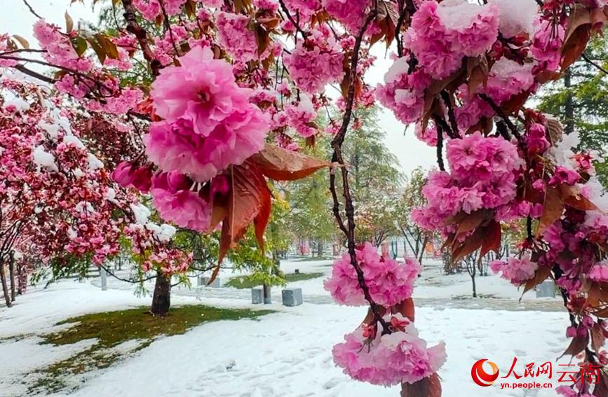 初夏を迎えている雲南に雪、彩り鮮やかな花と見事なコントラスト