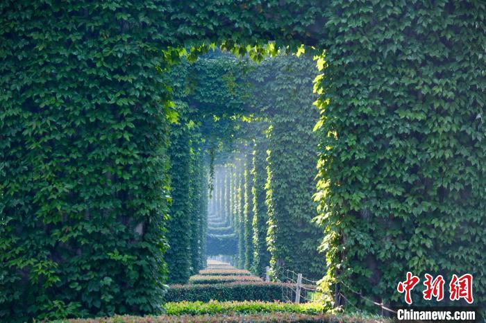 ツタ植物にびっしりと覆われ、まさに「緑色の仙境」といった景色が広がる成都市二環(huán)路李家沱區(qū)間の高架橋下（撮影?張浪）。